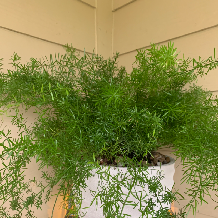 Healthy Sprenger's Asparagus plant in a white pot with needle-like leaves.