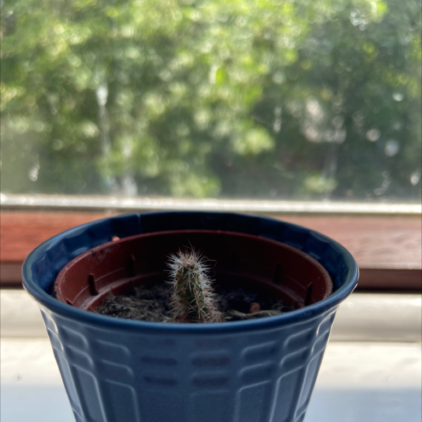 Mexican Giant Cactus plant photo by @millie.aw named johnny depp on Greg, the plant care app.