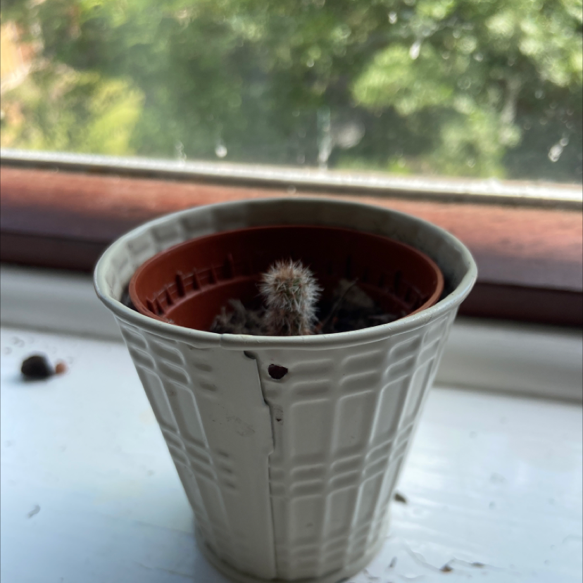 Photo of the plant species Mexican Giant Cactus by @millie.aw named billie joe armstrong on Greg, the plant care app