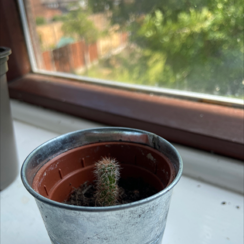Photo of the plant species Mexican Giant Cactus by @millie.aw named noel fielding on Greg, the plant care app