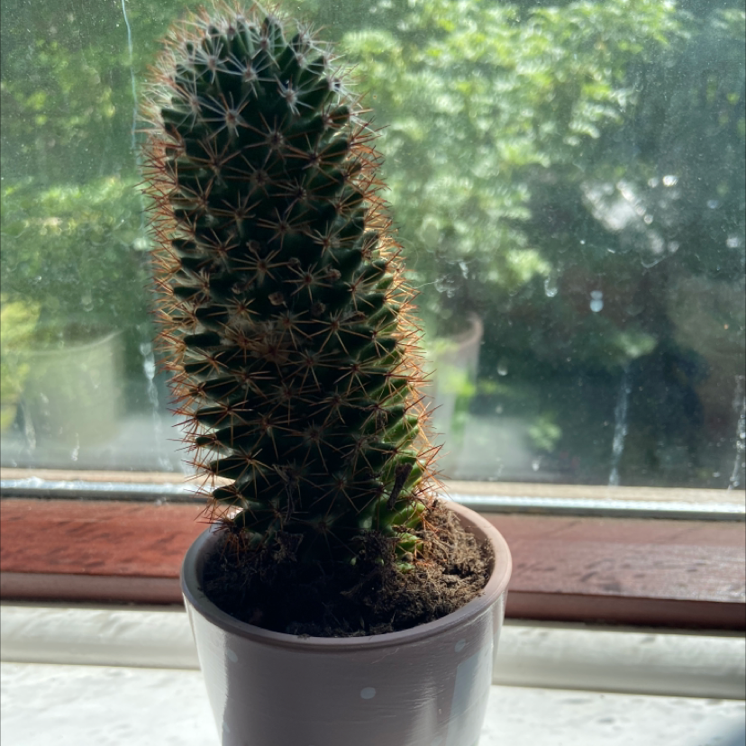 A healthy Hooked Cactus in a white pot on a windowsill.
