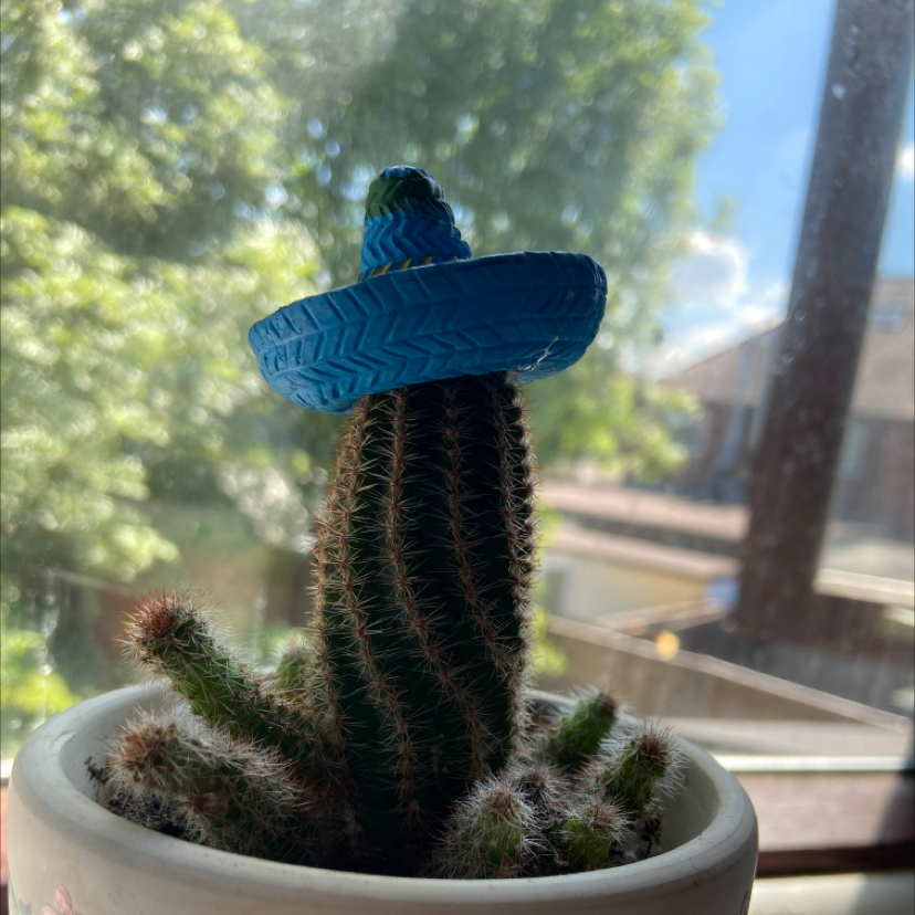 Photo of the plant species Mexican Giant Cactus by @millie.aw named colin firth on Greg, the plant care app