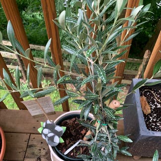 Olive Tree plant in Morgantown, Pennsylvania