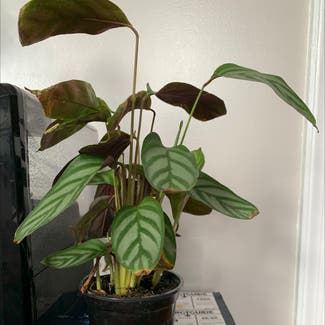 Calathea exotica plant in Morgantown, Pennsylvania