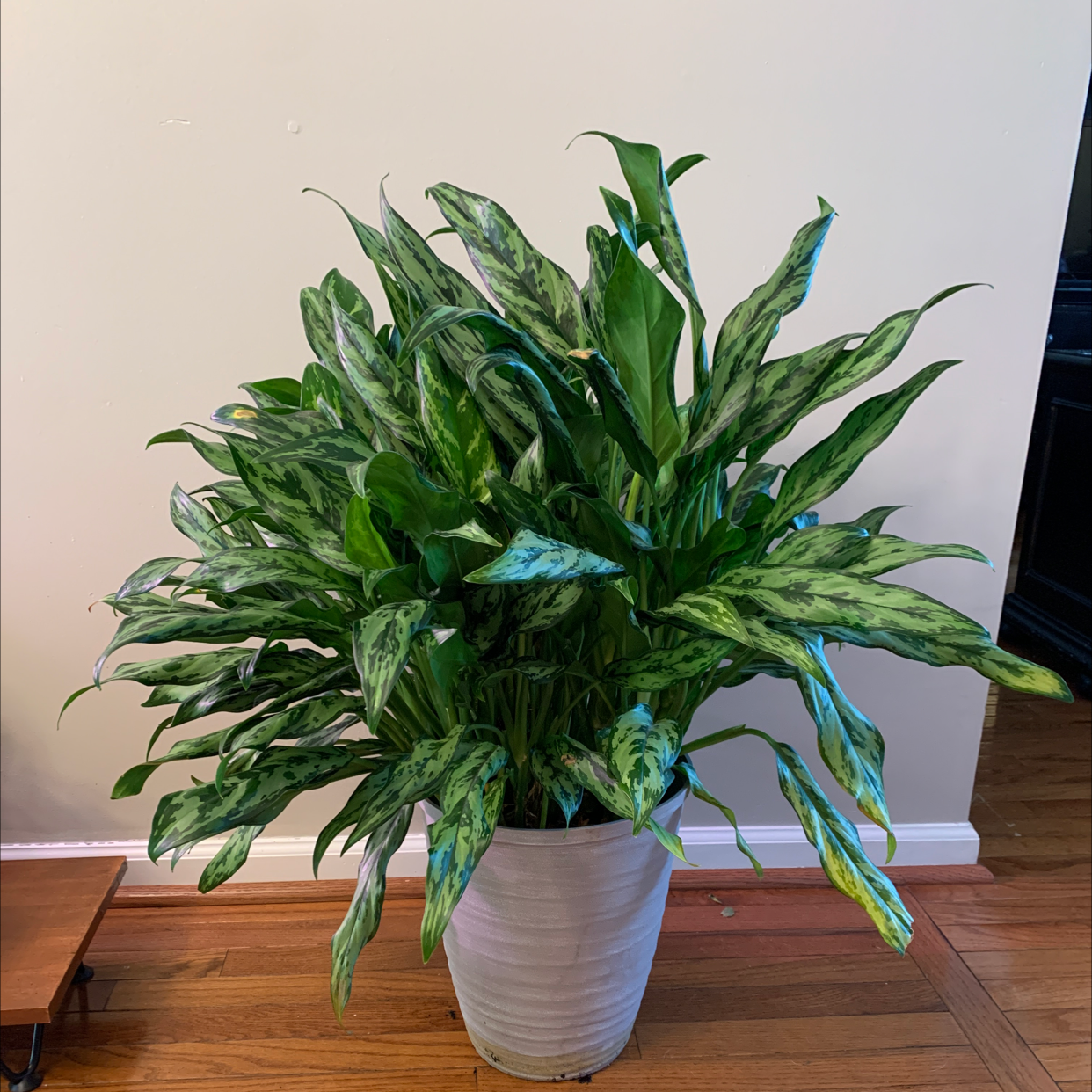 Chinese Evergreen plant photo by Plantobsessed named Trusty on Greg, the plant care app.