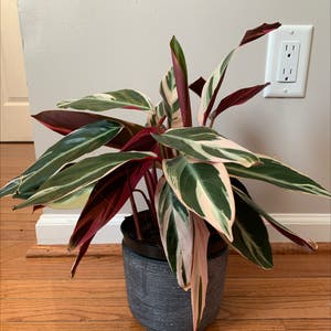 Triostar Stromanthe plant photo by Plantobsessed named Sir Plancelot on Greg, the plant care app.