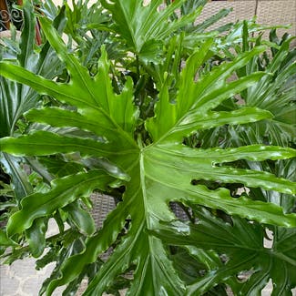 Split Leaf Philodendron plant in Morgantown, Pennsylvania