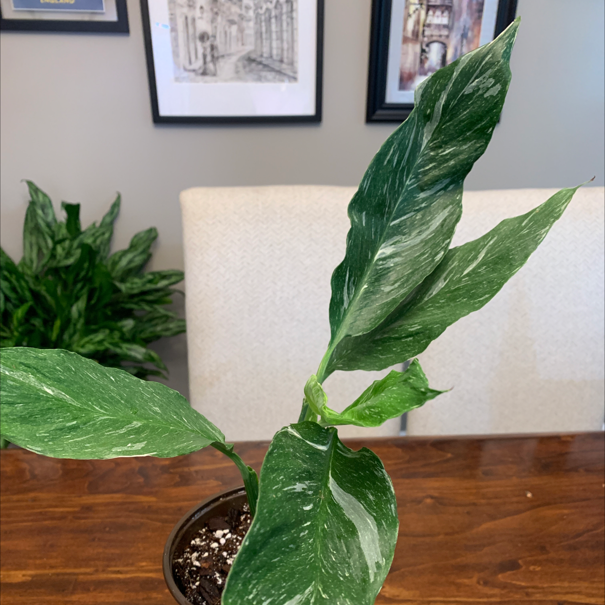 Domino Peace Lily with variegated leaves in a pot on a wooden surface.