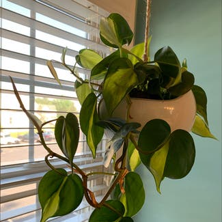 Heartleaf Philodendron plant in Morgantown, Pennsylvania