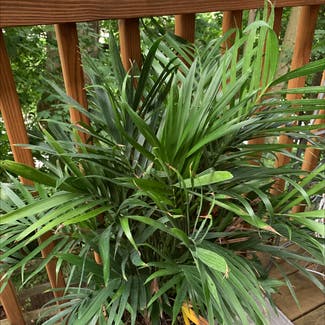Cat Palm plant in Morgantown, Pennsylvania