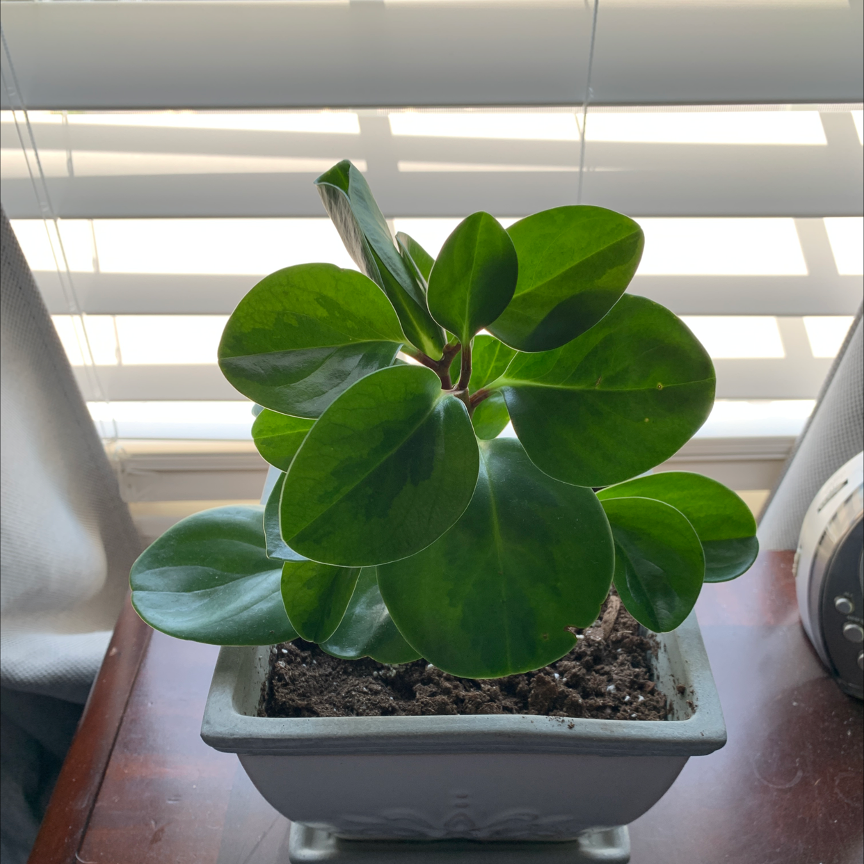 Lemon Lime Peperomia plant in a pot on a table with visible soil.