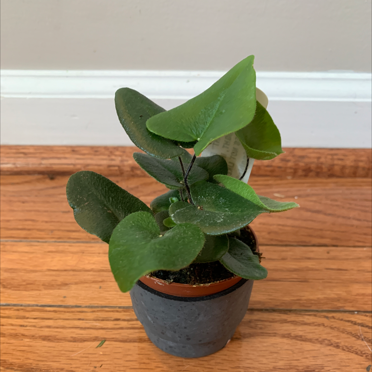 Potted Golden Leather Fern with healthy green leaves on a wooden floor.