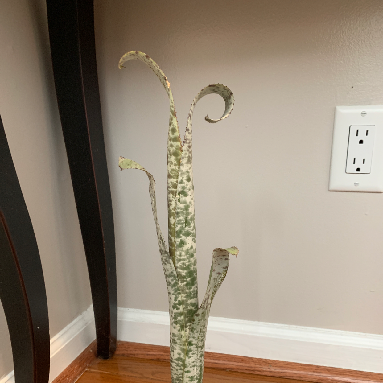 Photo of the plant species Tim Plowman by Plantobsessed named Tim on Greg, the plant care app
