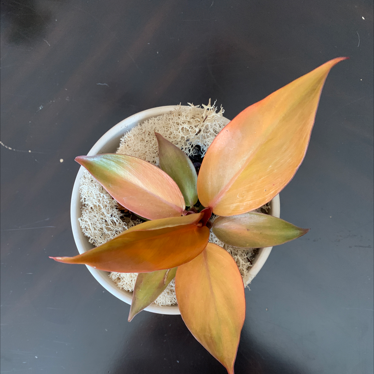 Potted McColley's Finale plant with reddish-orange leaves, covered with moss.