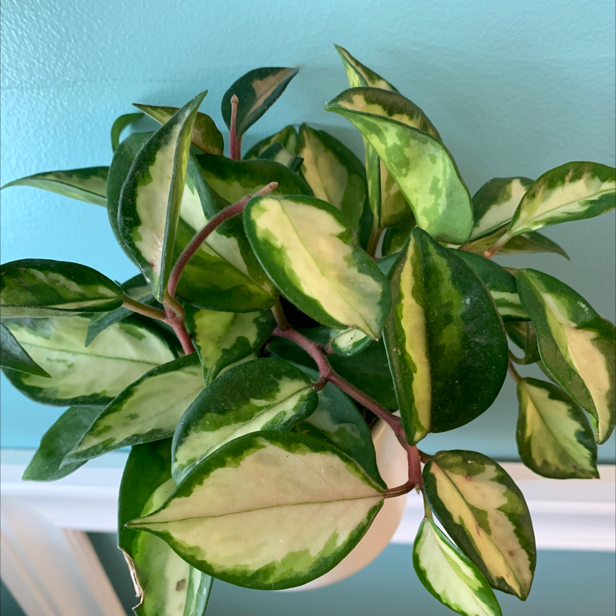 Healthy Exotic Hoya plant with variegated green and creamy white leaves.