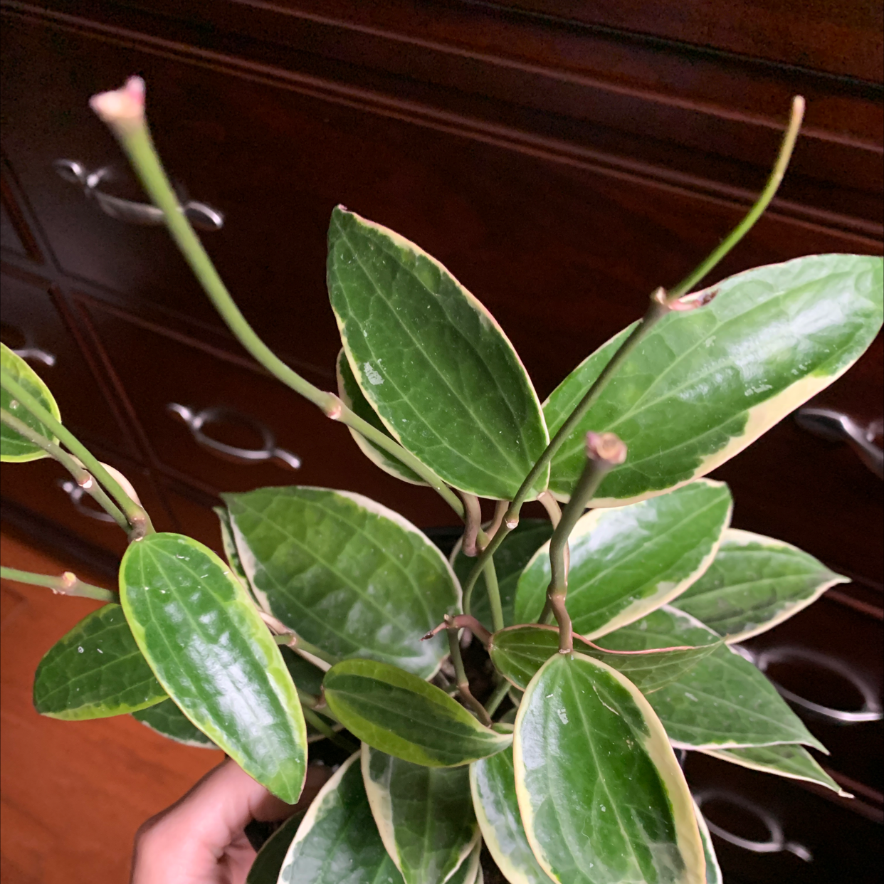 Hoya macrophylla 'Albomarginata' plant with healthy green leaves and white margins.