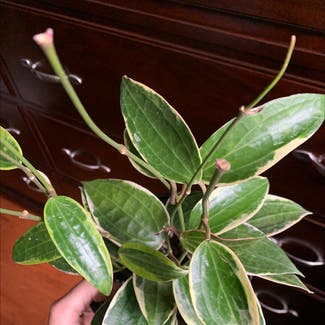 Hoya macrophylla 'Albomarginata' plant in Morgantown, Pennsylvania