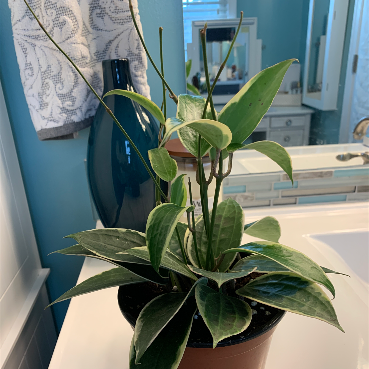 Hoya macrophylla plant in a pot on a bathroom counter, healthy with variegated leaves.
