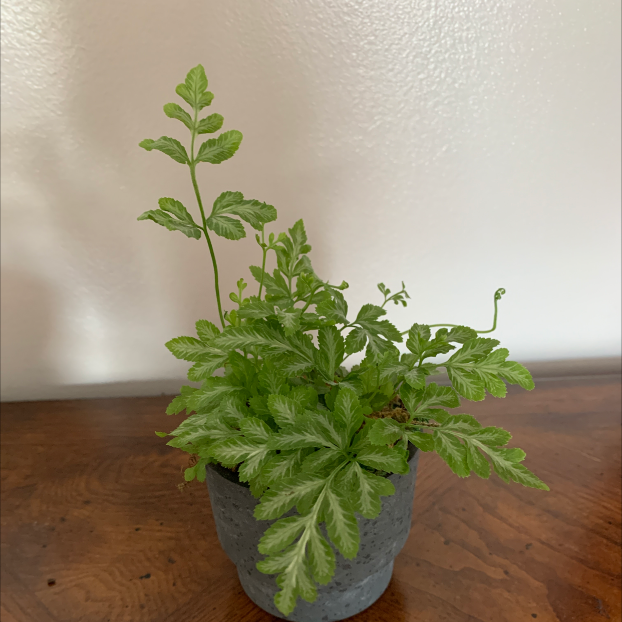 Healthy Brake Fern in a pot on a wooden surface.