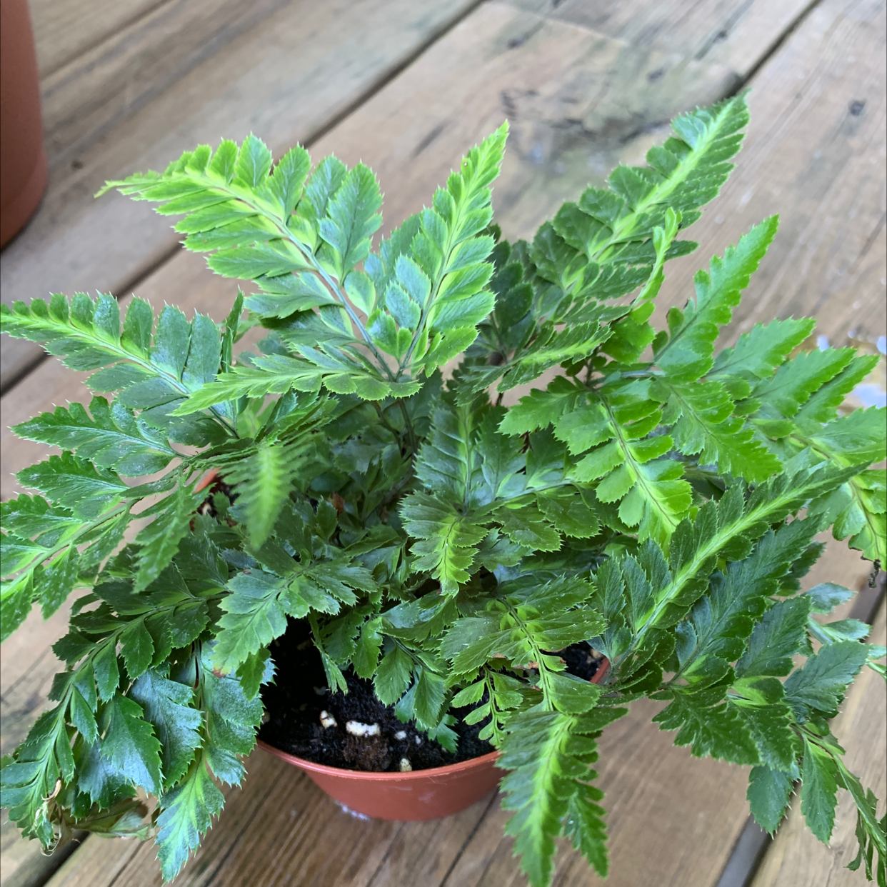 Healthy Leatherleaf Fern in a small pot with vibrant green leaves.
