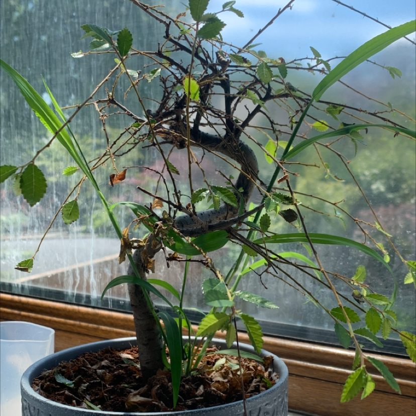 A well-maintained Chinese Elm bonsai tree in a shallow pot, displayed in front of a window with some leaf browning.