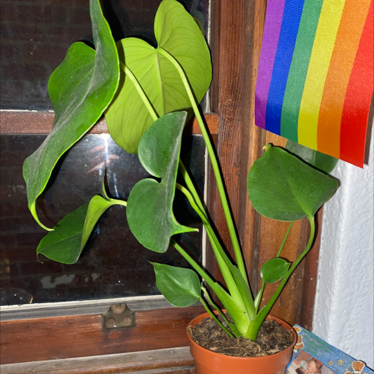 Dwarf Monstera Deliciosa plant in a pot on a windowsill with vibrant green leaves.