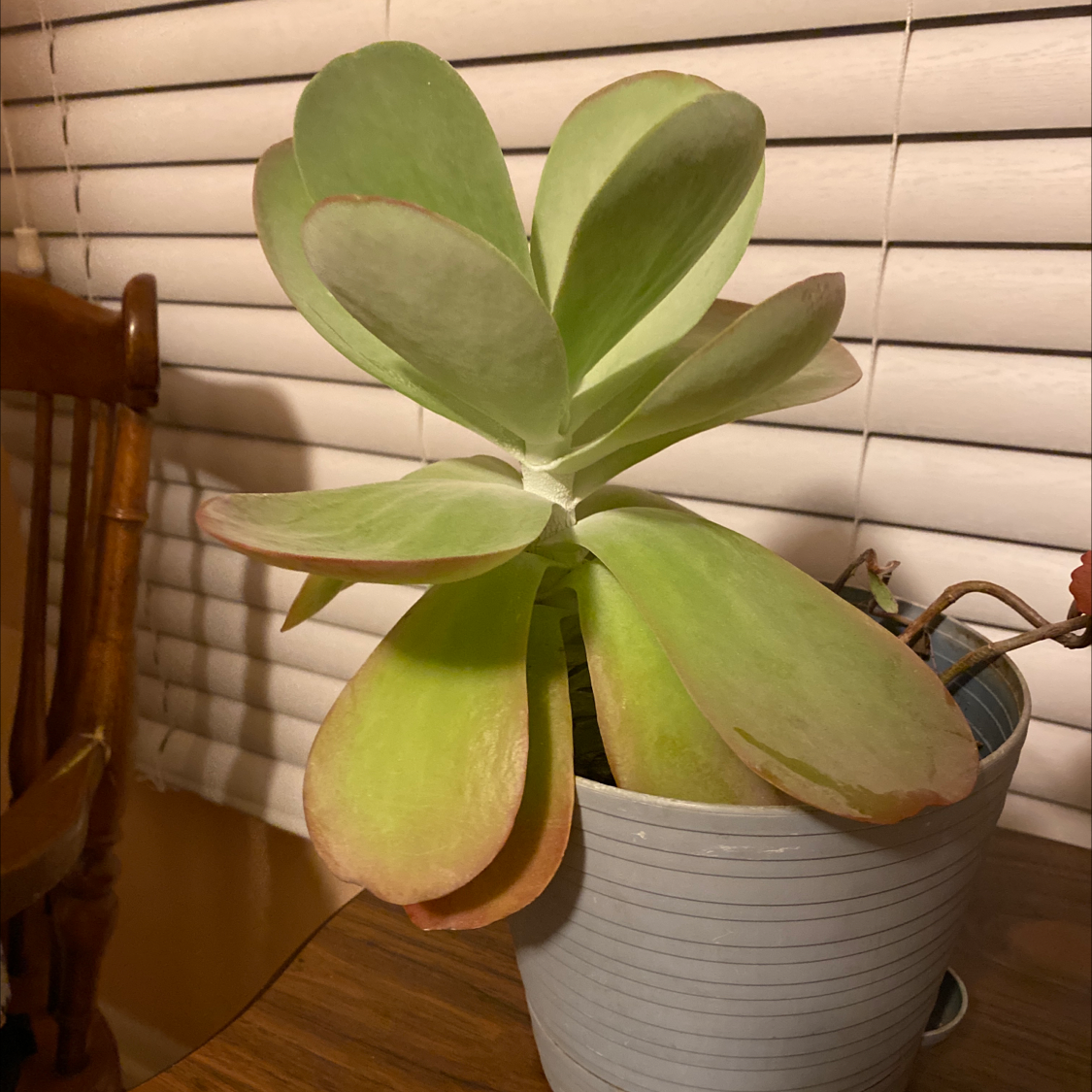 A healthy Flapjacks plant (Kalanchoe thyrsiflora) in a pot with slight browning at the leaf edges.