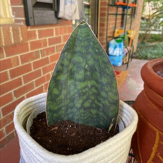Whale Fin Snake Plant plant in Statesville, North Carolina