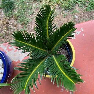 Sago Palm plant in Statesville, North Carolina
