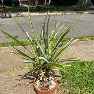 Pineapple plant in Statesville, North Carolina