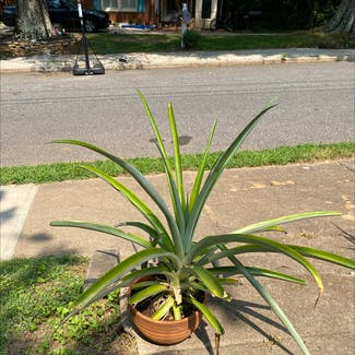 Pineapple plant in Statesville, North Carolina