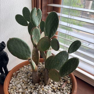 Spineless Prickly Pear plant in Statesville, North Carolina