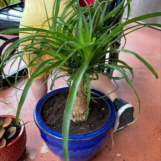Ponytail Palm plant in Statesville, North Carolina