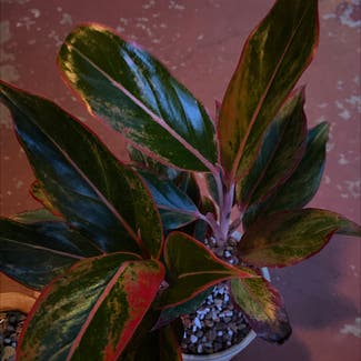 Crete Aglaonema plant in Statesville, North Carolina