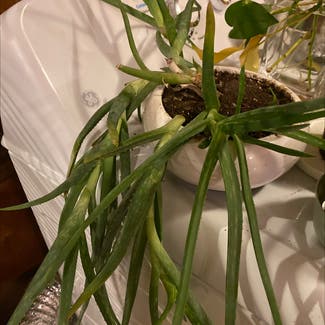 Aloe vera plant in Statesville, North Carolina