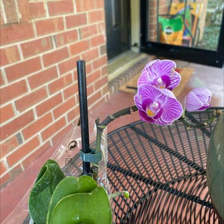 orchid plant in Statesville, North Carolina