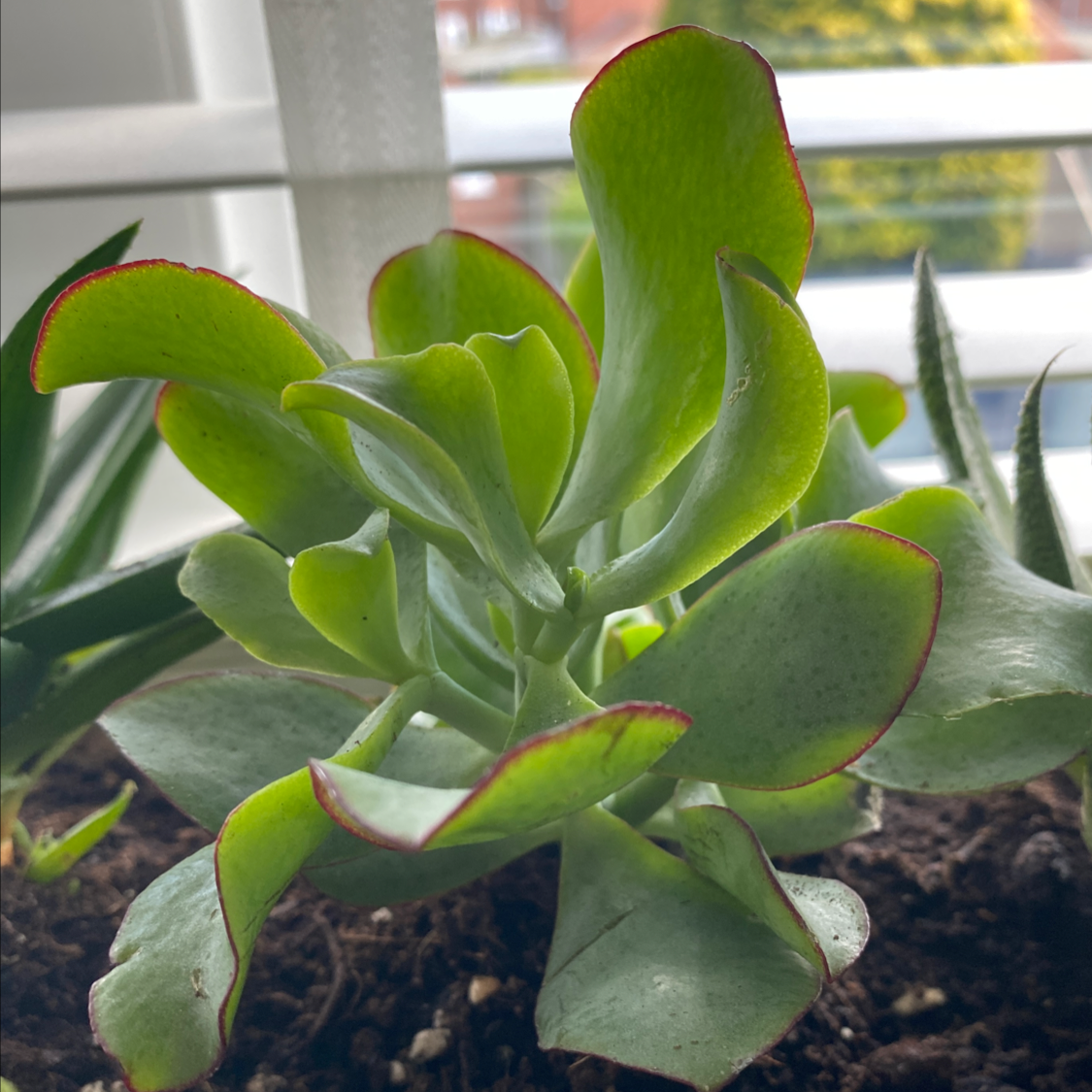 Photo of the plant species Ripple Jade by Alix named Ruffles on Greg, the plant care app