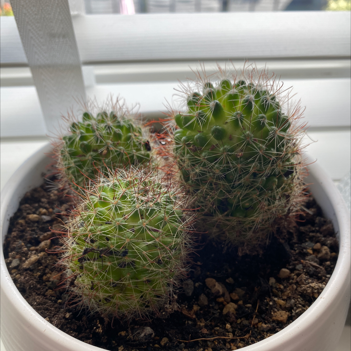 Photo of the plant species Powder Puff Cactus by Alix named Cacti on Greg, the plant care app