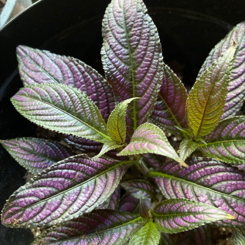 Persian Shield plant with vibrant purple and green leaves, healthy appearance.