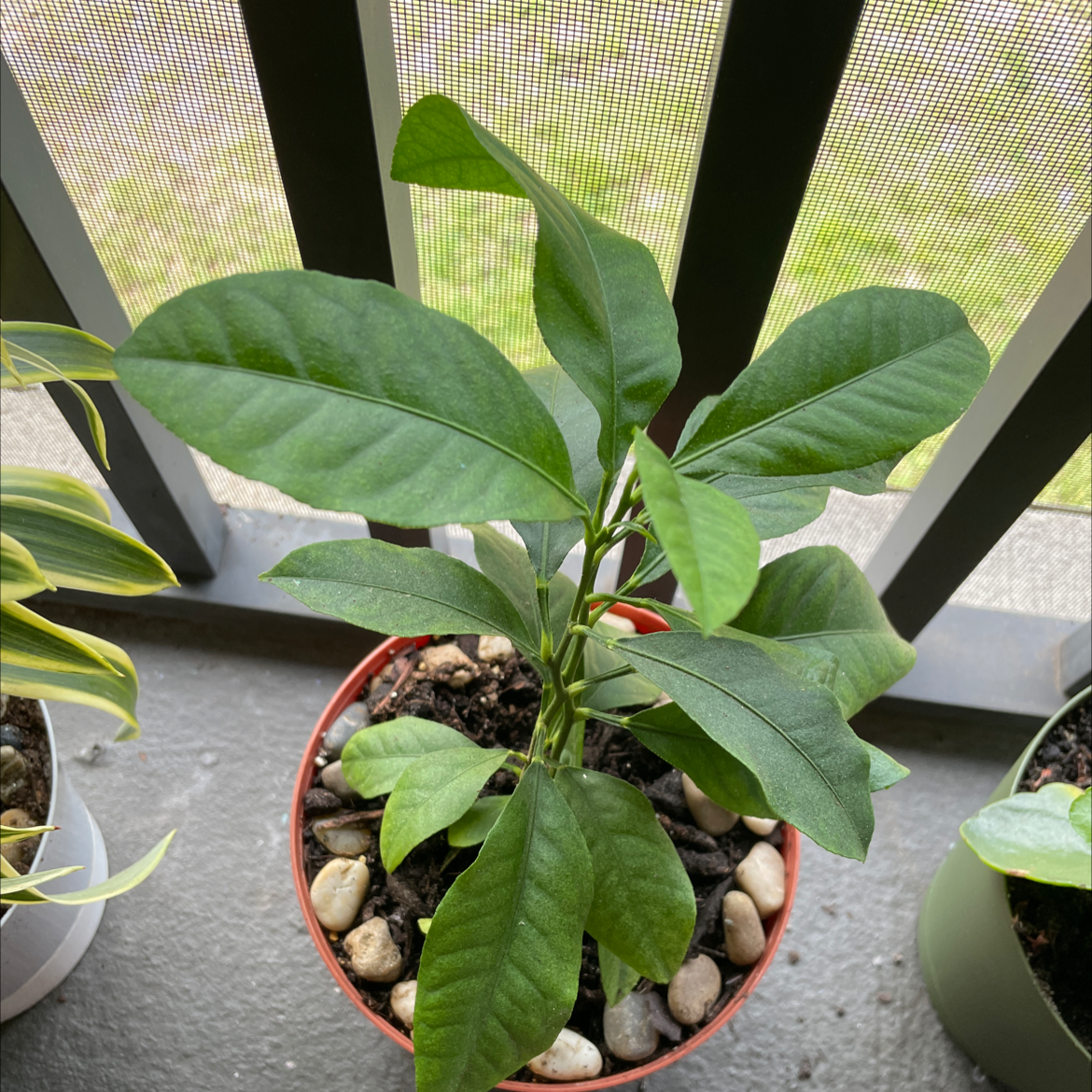 Potted lemon plant with healthy green leaves on a balcony.