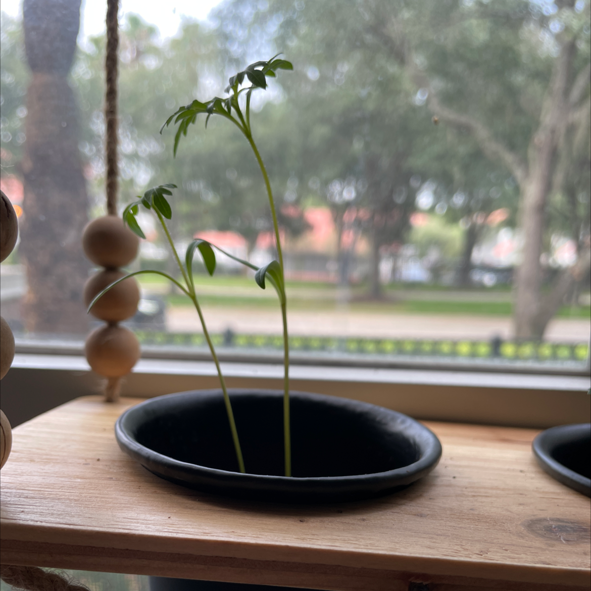 Young Garden Cosmos plant in a black pot on a wooden surface with an outdoor background.