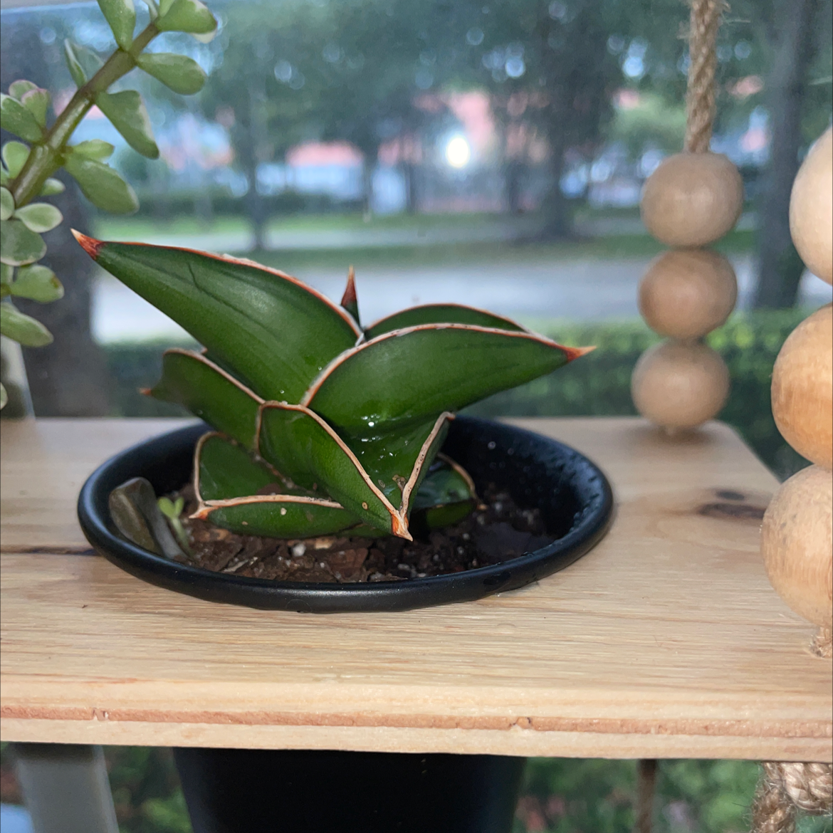 Blue Sansevieria plant with dark green leaves edged in white and red in a small pot.