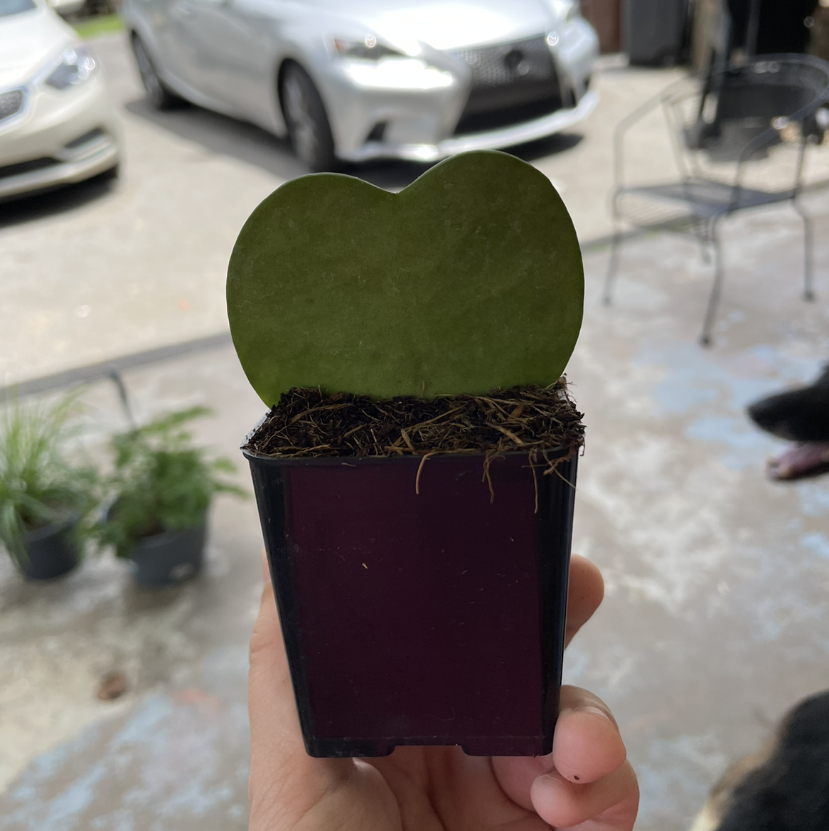 Sweetheart Hoya plant photo by Kailee named Hoya on Greg, the plant care app.