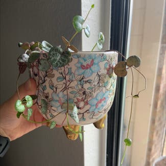 String of Hearts plant in Fort Worth, Texas
