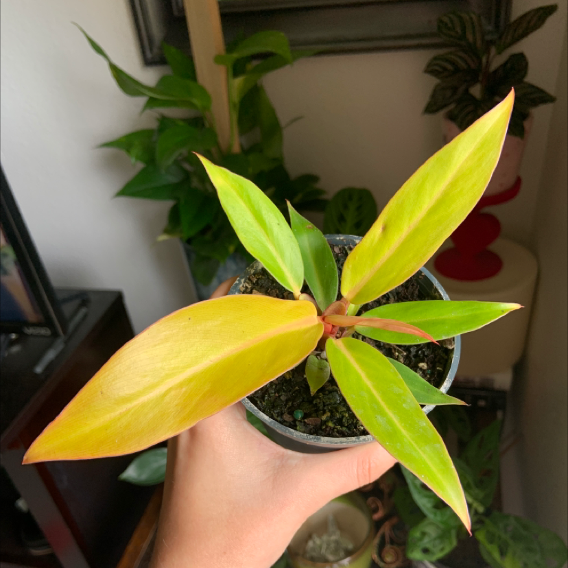 Photo of the plant species Philodendron Prince of Orange by @Lexoxo91 named Ron Weasly on Greg, the plant care app