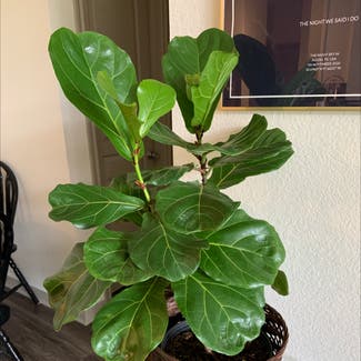 Fiddle Leaf Fig plant in Fort Worth, Texas