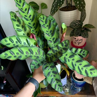 Rattlesnake Plant plant in Fort Worth, Texas