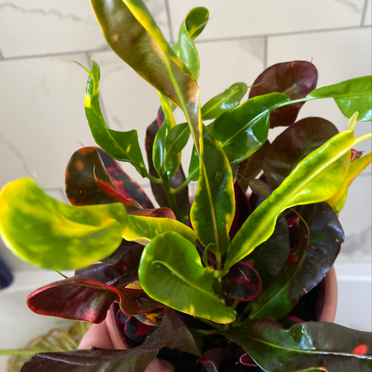 Closeup of a healthy, vibrant Croton 'Petra' plant with glossy green, yellow and red leaves held in hands.