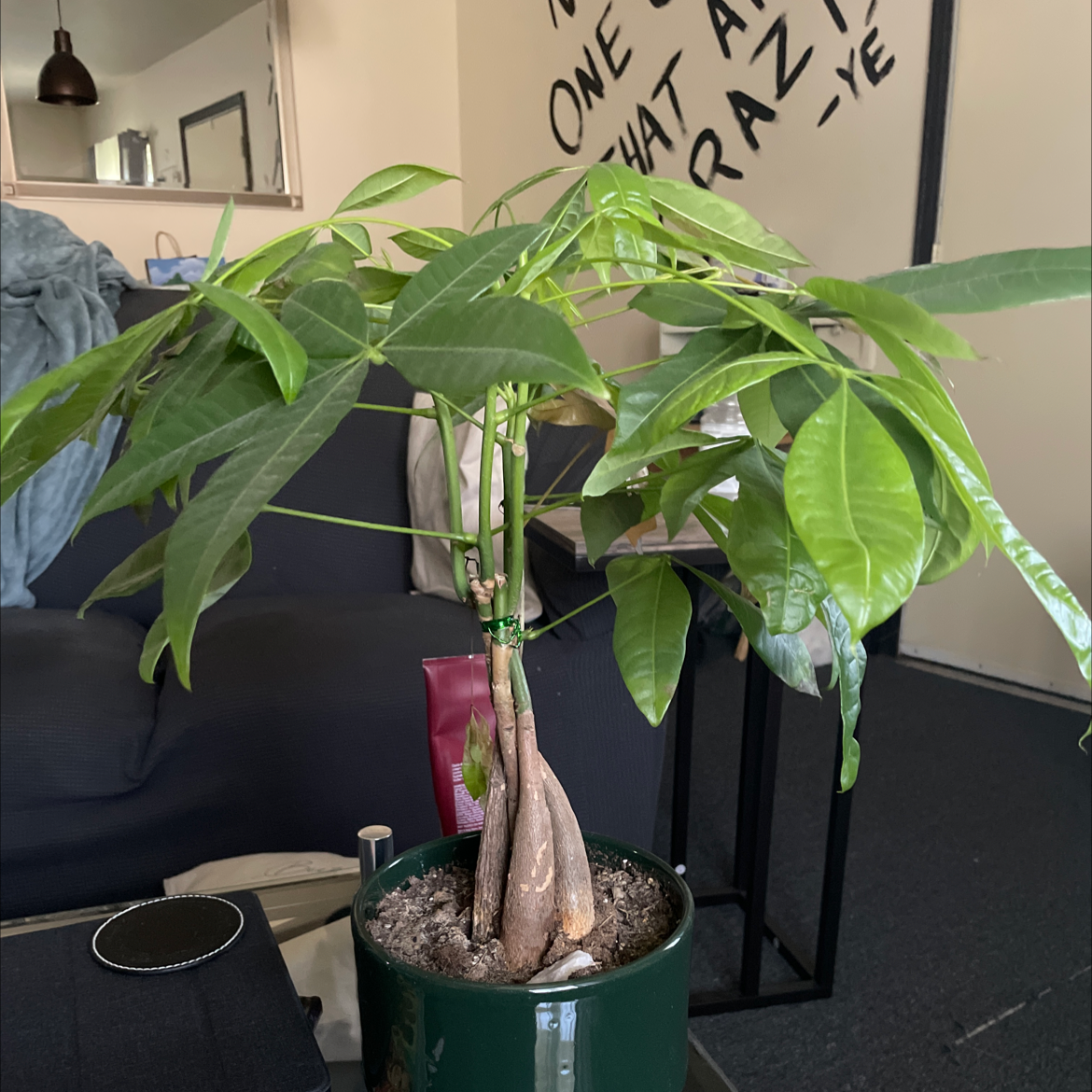 Money Tree plant photo by @Rrobins5 named Drake on Greg, the plant care app.
