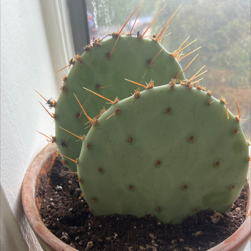Few-Spined Marble-Seeded Prickly Pear cactus with two pads and visible spines in a pot.